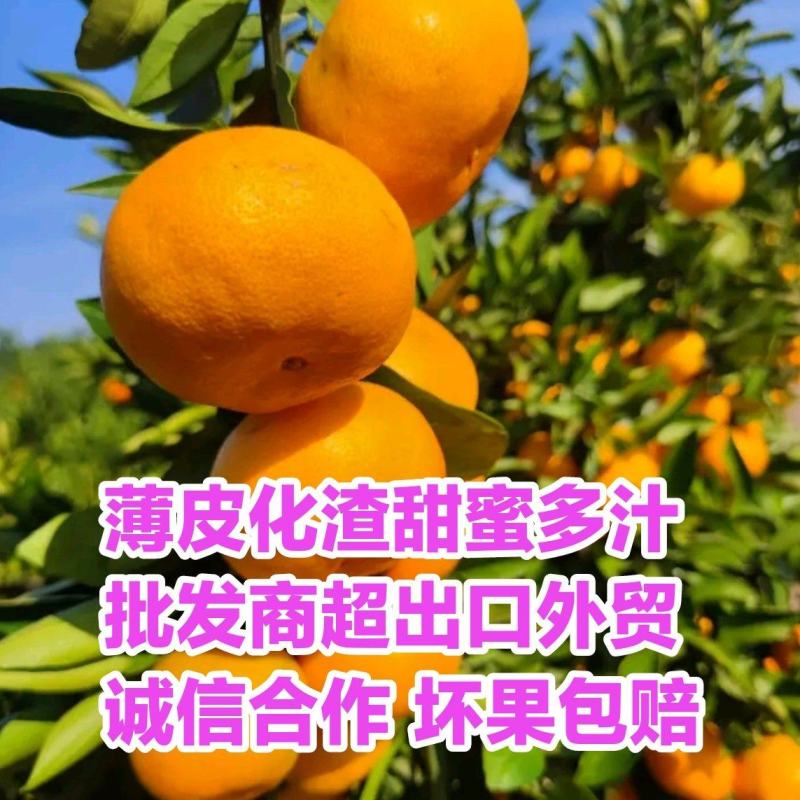 宜昌蜜橘对接出口商检专票国内市场商超一手货源诚信