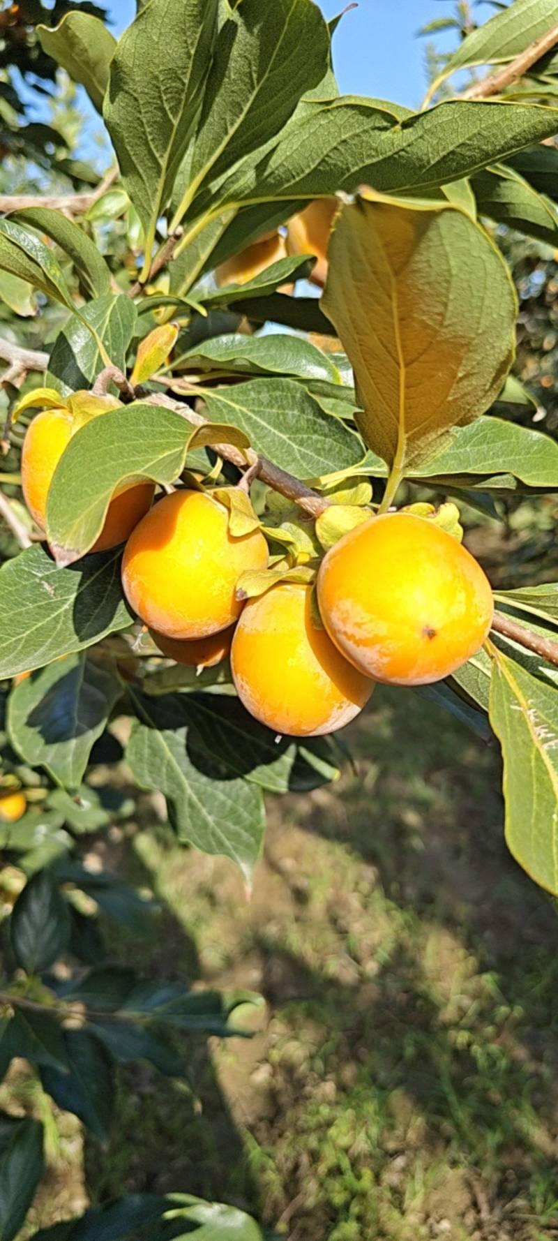 早吊红