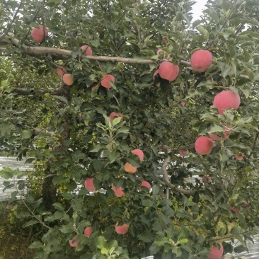 雨化苹果