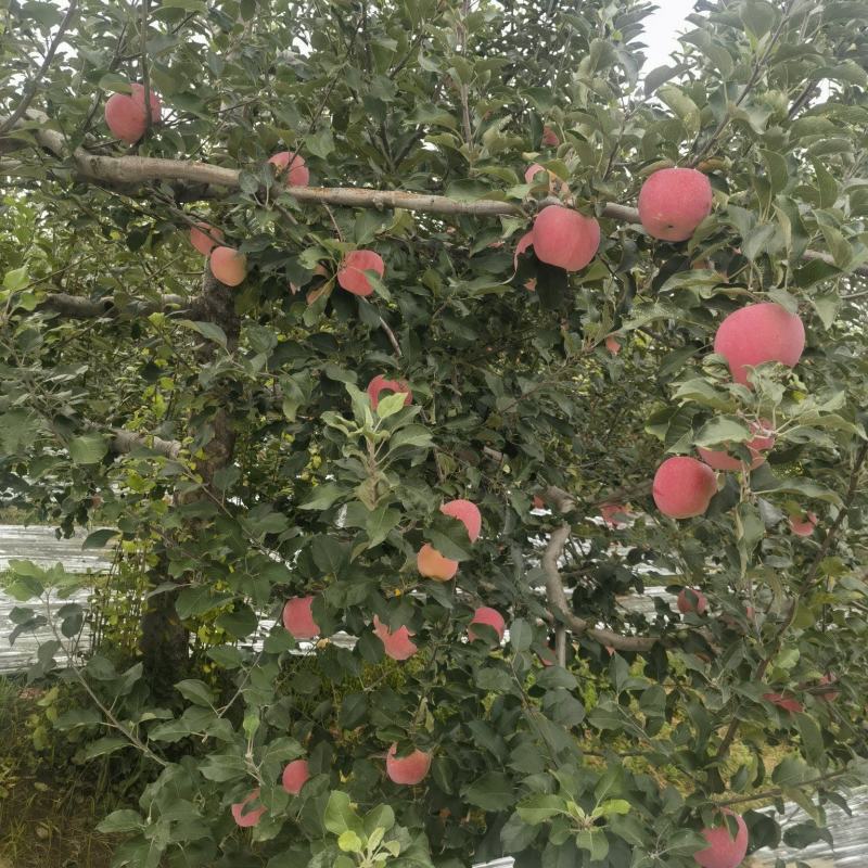 雨化苹果