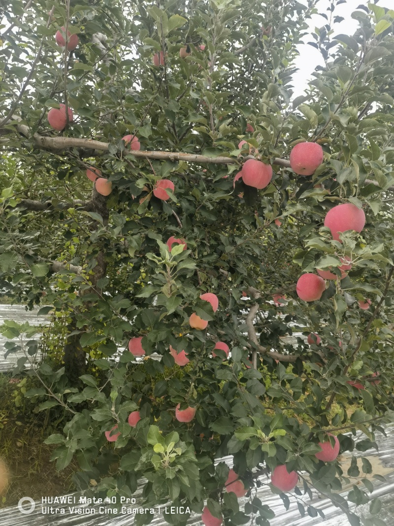雨化苹果