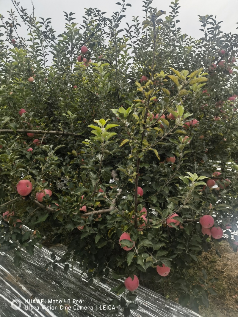 雨化苹果