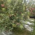 雨化苹果