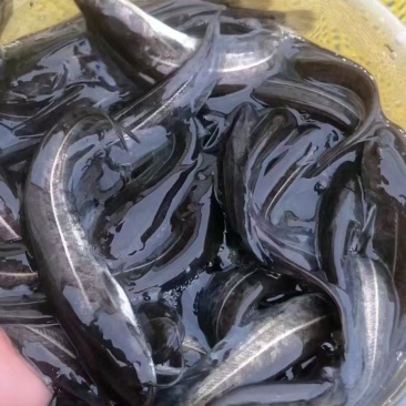 南方大口鲶鱼苗/鱼苗/渔产/，现货足，支持全国发货，