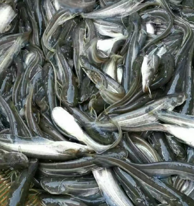 南方大口鲶鱼苗/鱼苗/渔产/，现货足，支持全国发货，
