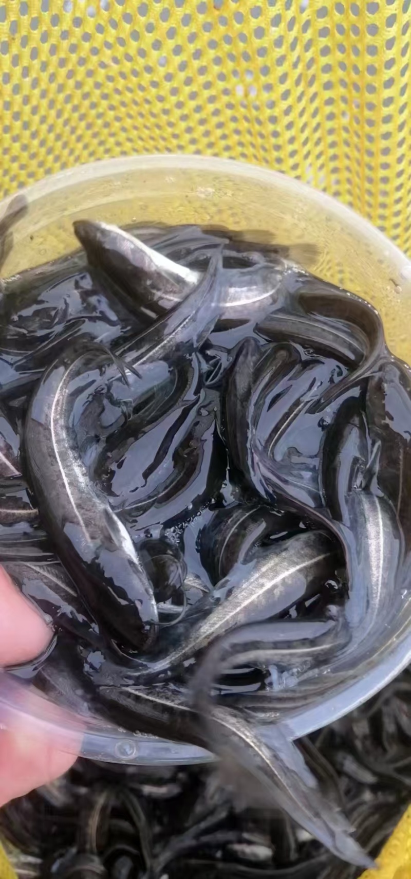 南方大口鲶鱼苗/鱼苗/渔产/，现货足，支持全国发货，