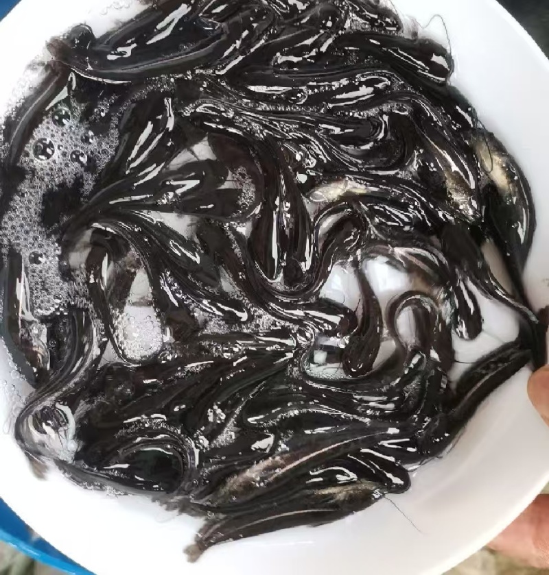 南方大口鲶鱼苗/鱼苗/渔产/，现货足，支持全国发货，