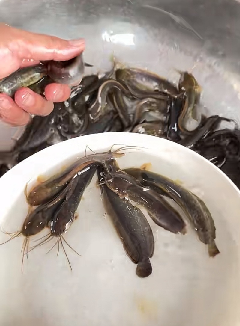 三黄塘鲺苗塘角鱼苗，现货足，支持全国发货。