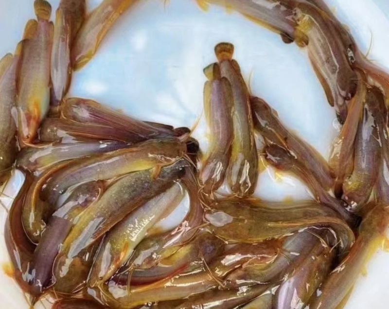 三黄塘鲺苗塘角鱼苗，现货足，支持全国发货。