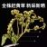 赶黄草中草药干货四川赶黄草整株完整泡茶护肝草大量现货有