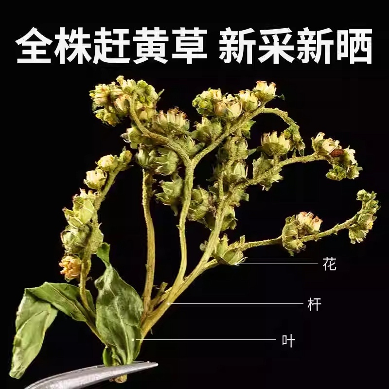 赶黄草中草药干货四川赶黄草整株完整泡茶护肝草大量现货有