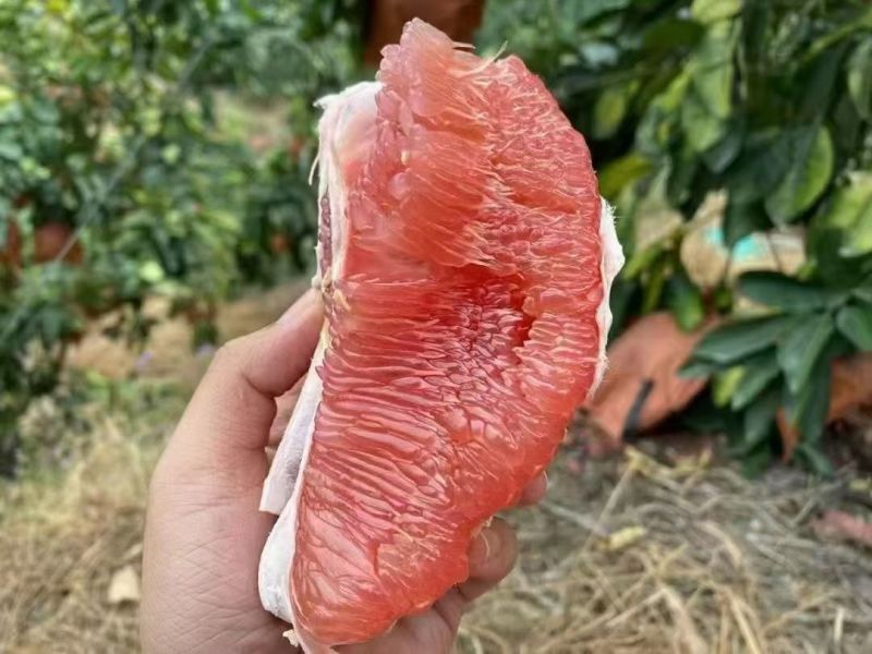 福建平和琯溪蜜柚市场货电商货应有尽有