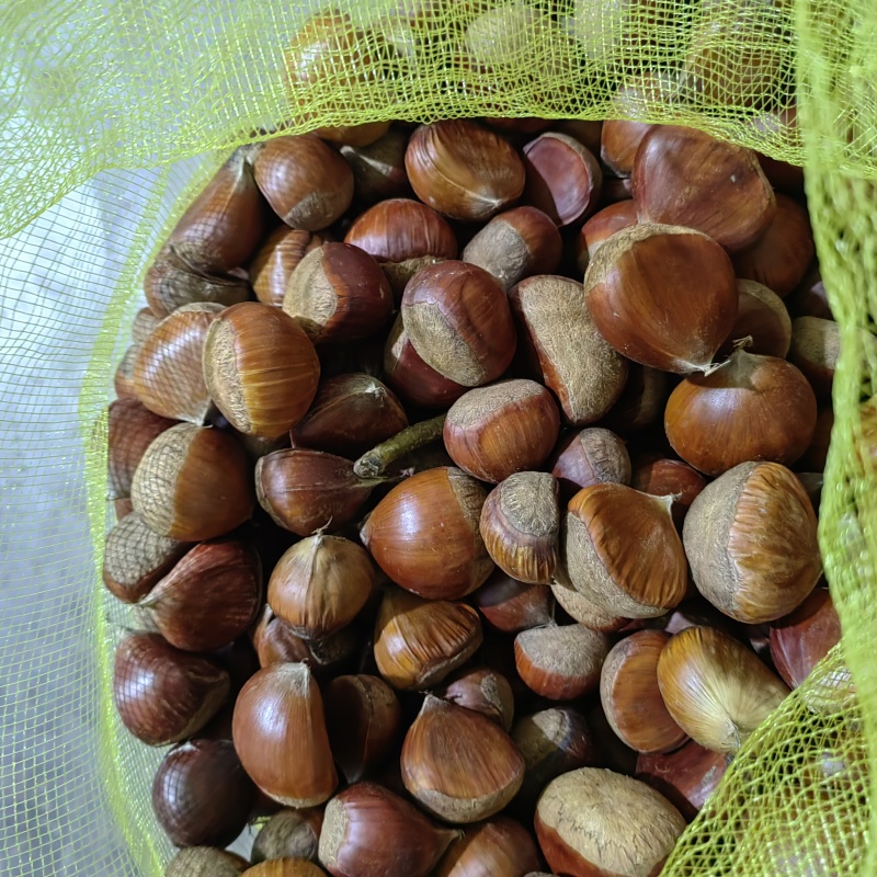 山东大板栗
