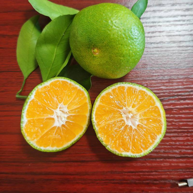 宜昌青皮蜜橘、高山特早蜜橘，大量上市，汁多皮薄，甜度高