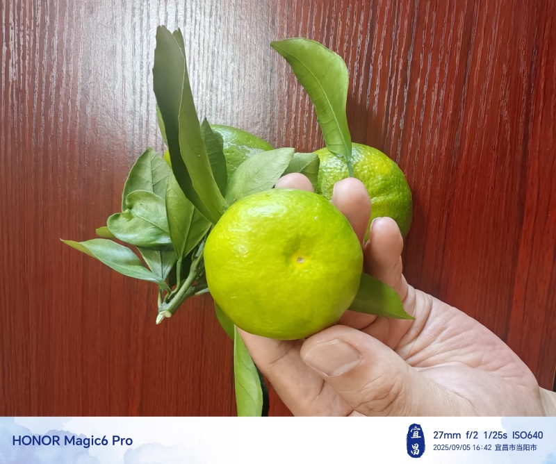 宜昌青皮蜜橘、高山特早蜜橘，大量上市，汁多皮薄，甜度高