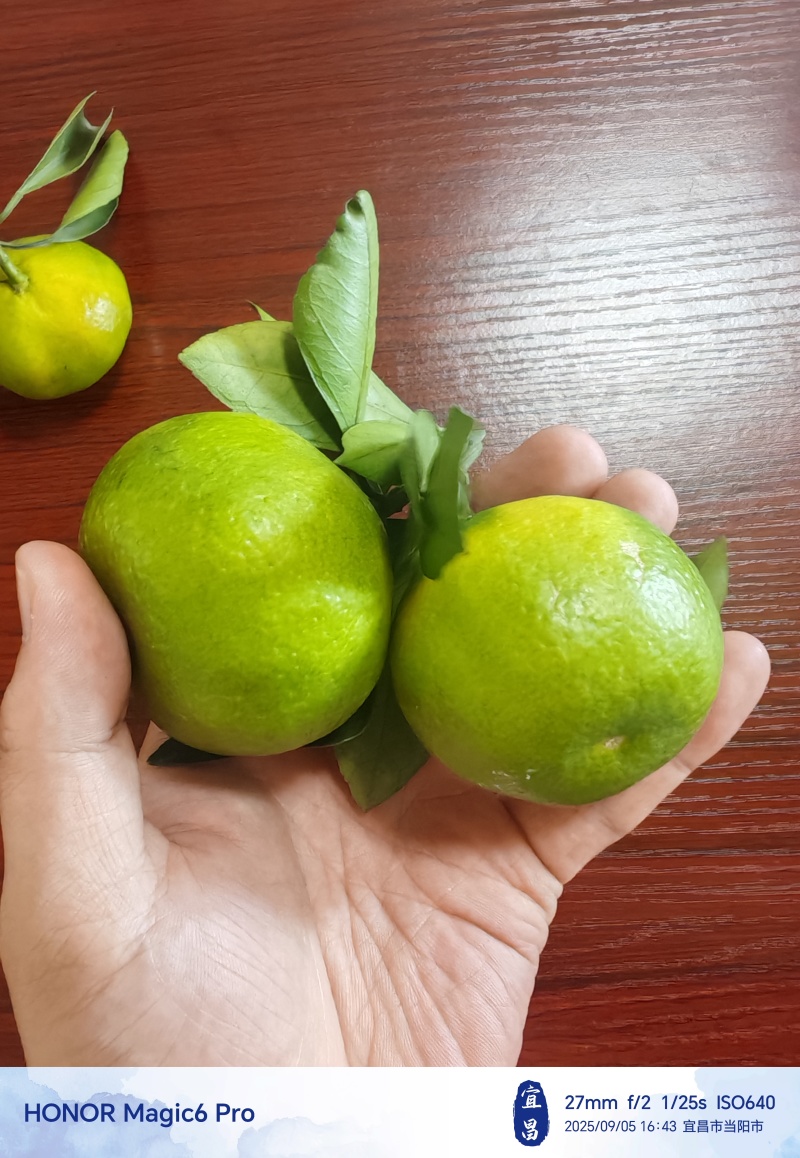 宜昌青皮蜜橘、高山特早蜜橘，大量上市，汁多皮薄，甜度高