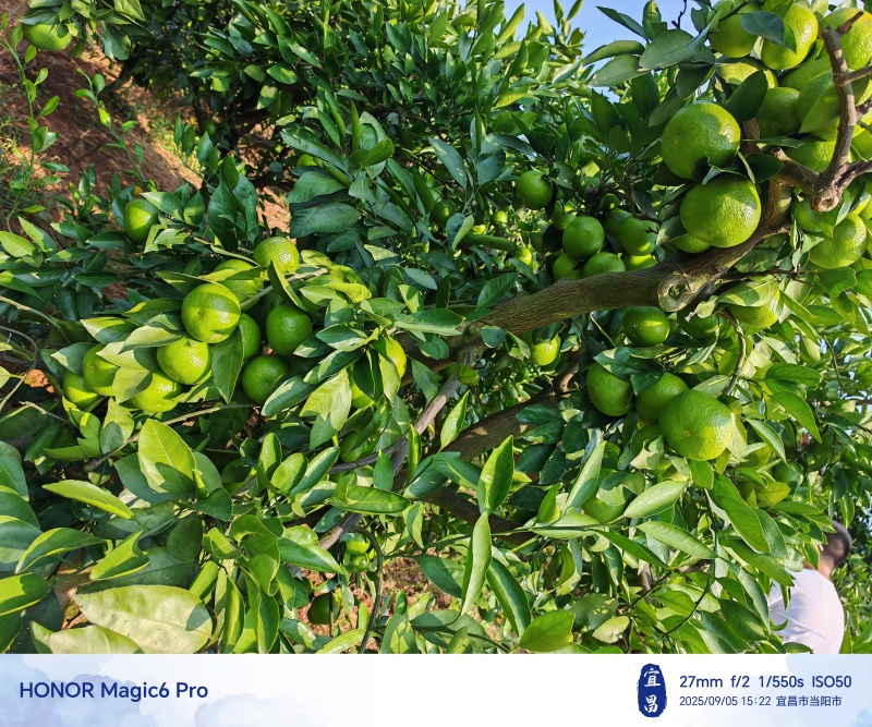 宜昌青皮蜜橘、高山特早蜜橘，大量上市，汁多皮薄，甜度高