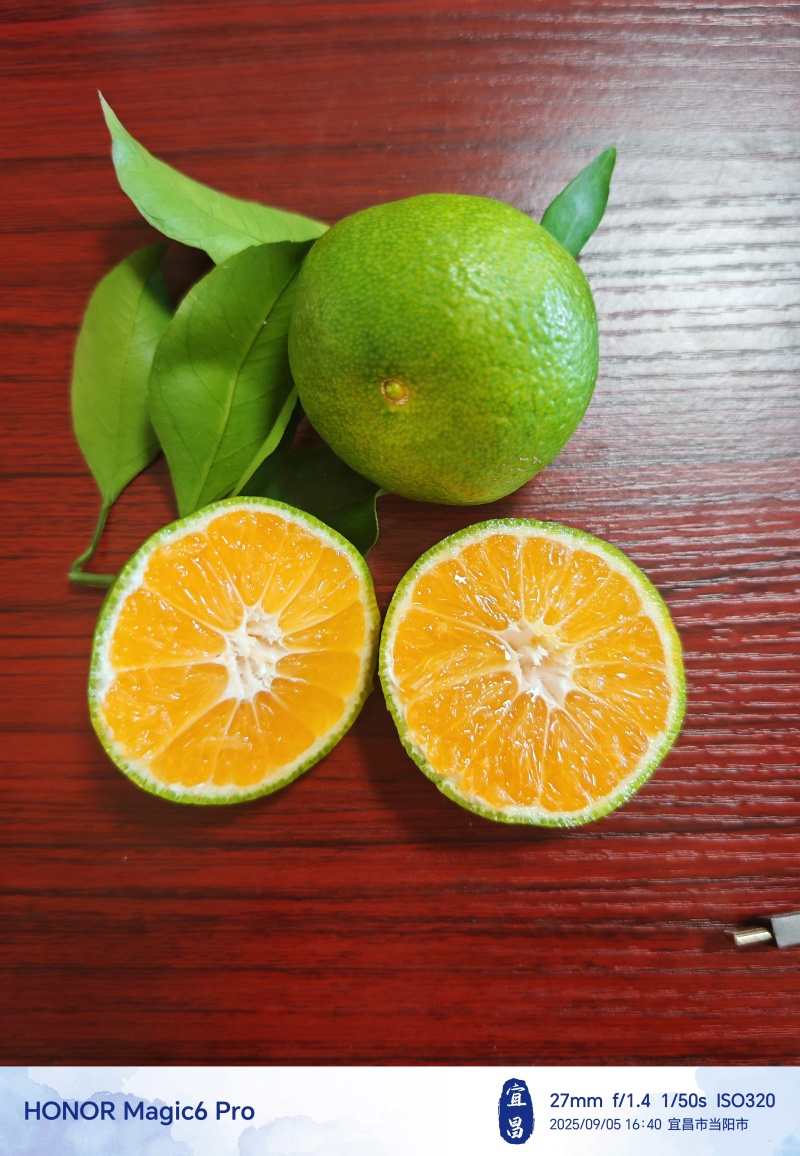 宜昌青皮蜜橘、高山特早蜜橘，大量上市，汁多皮薄，甜度高