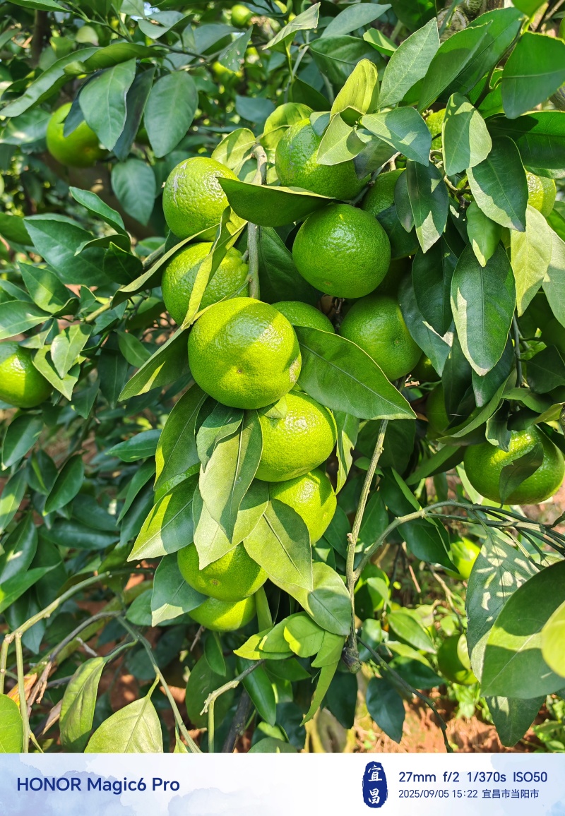 宜昌青皮蜜橘、高山特早蜜橘，大量上市，汁多皮薄，甜度高