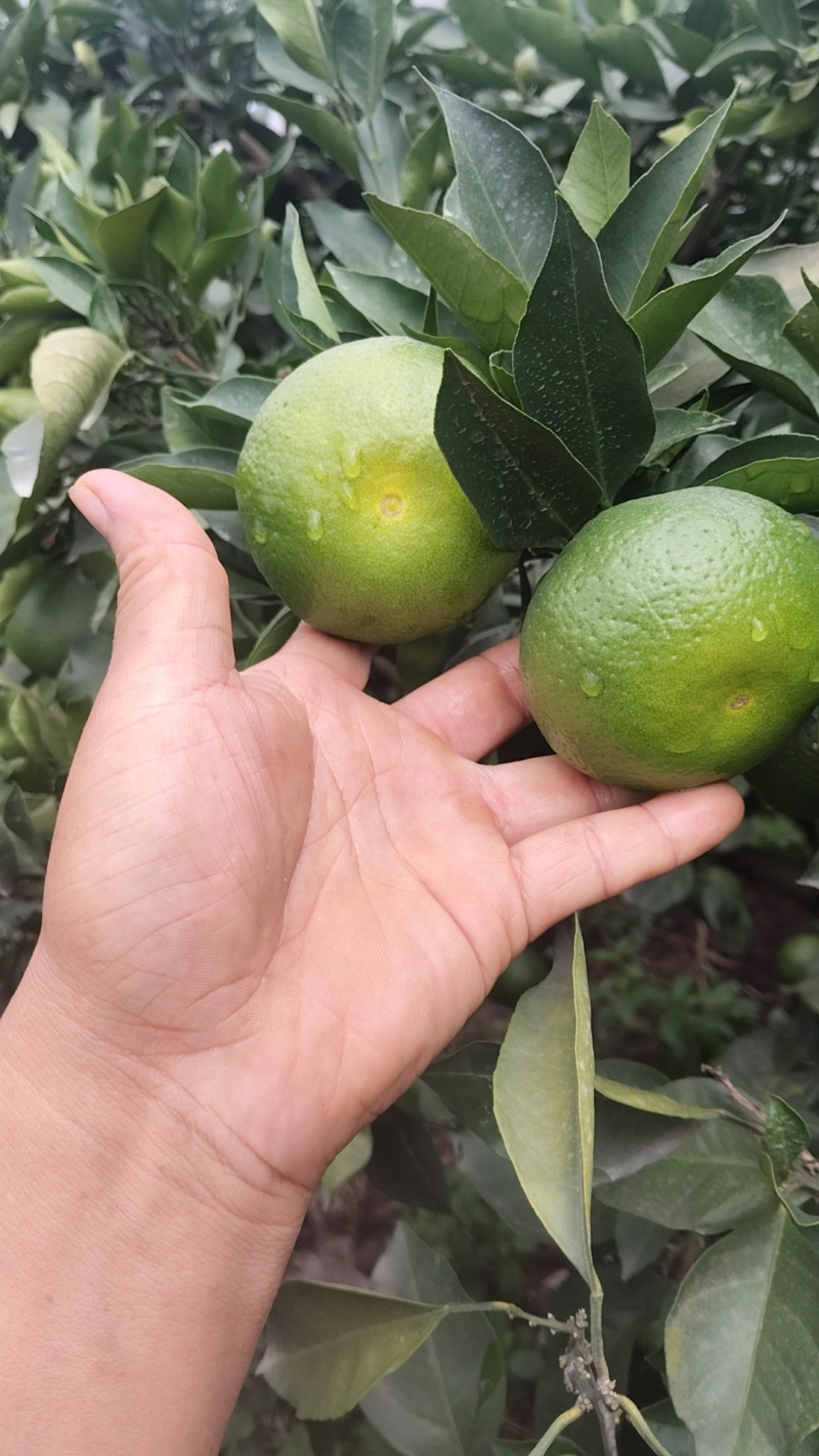 精品特早蜜橘