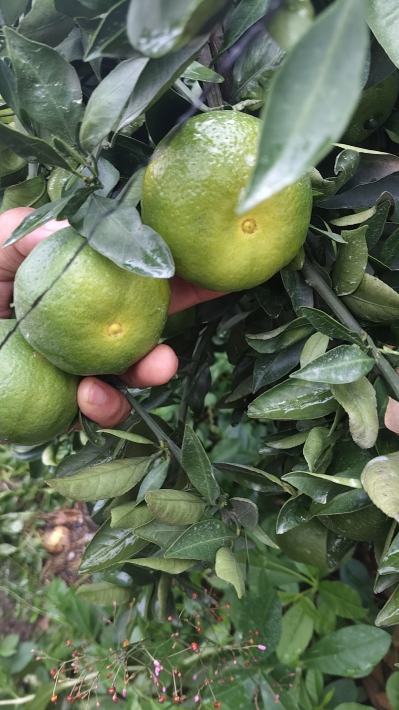精品特早蜜橘