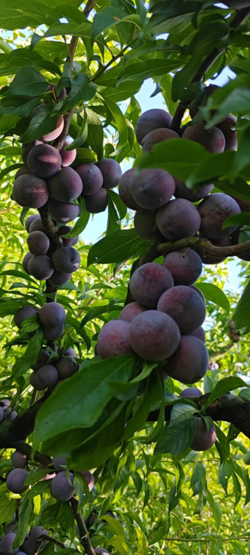 茂县红脆李