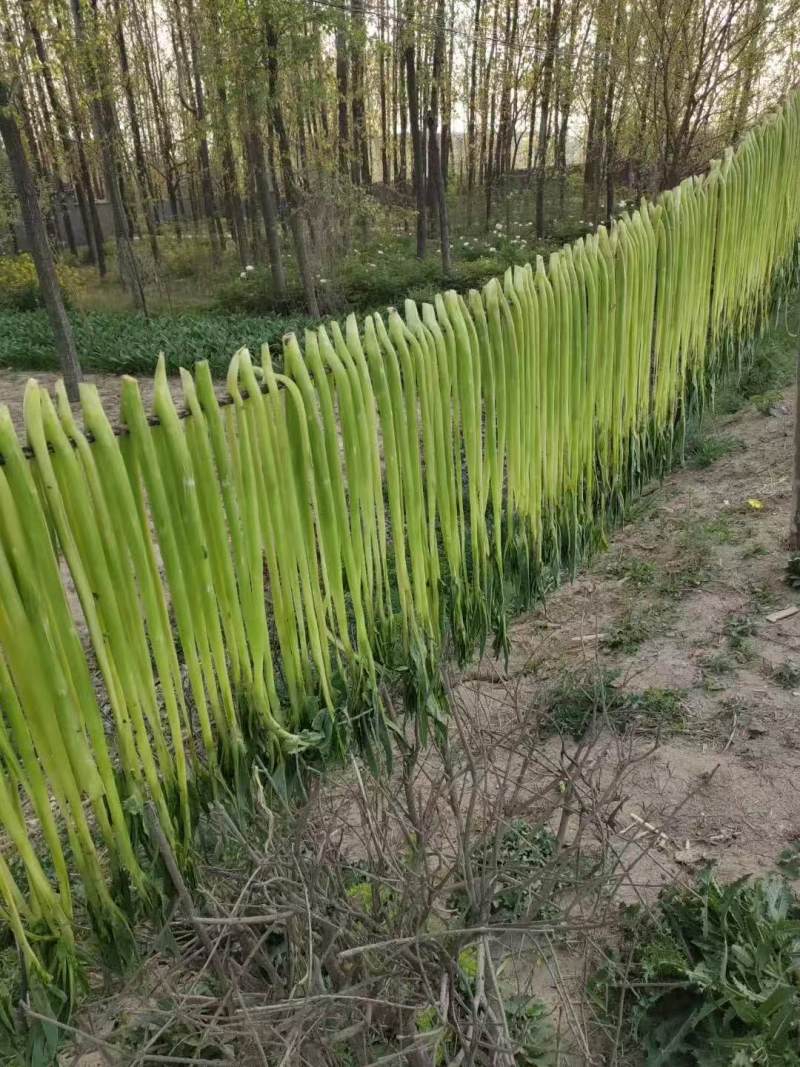精品贡菜健康绿色全年大量有货贡菜之乡原产地供应