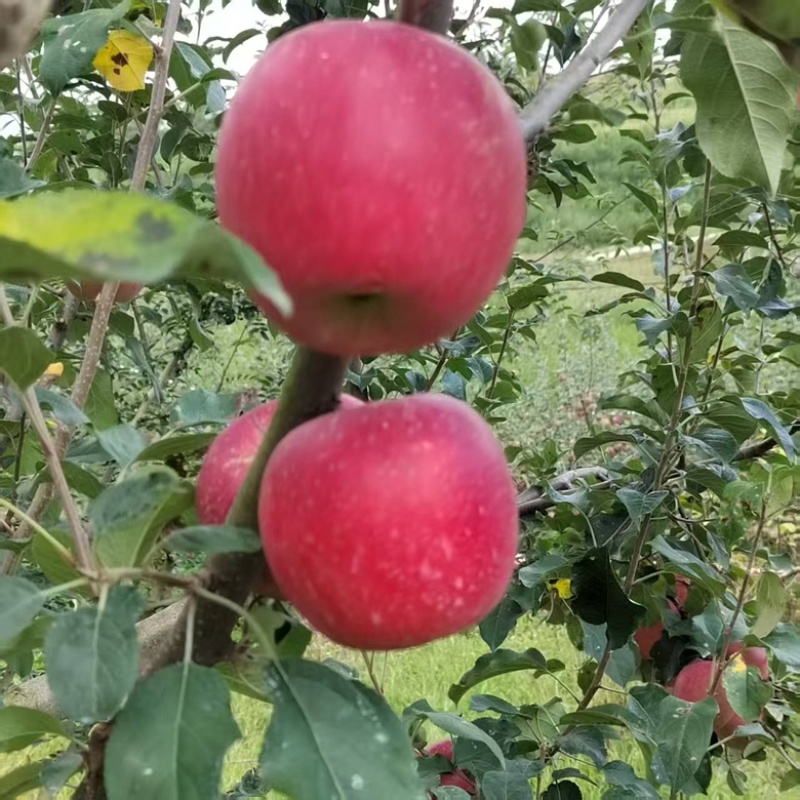 新鲜苹果，红将军苹果，四川产地直发量大，从优新鲜采摘