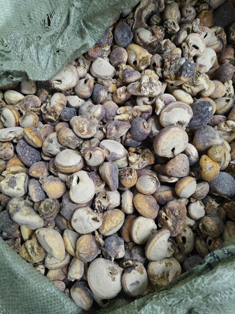 须元果树荷包松橄榄隐孔菌觅阳果无根须元果觅香豆红果白果