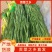 贡菜干爽脆可口健康绿色全年大量供应贡菜之乡直发