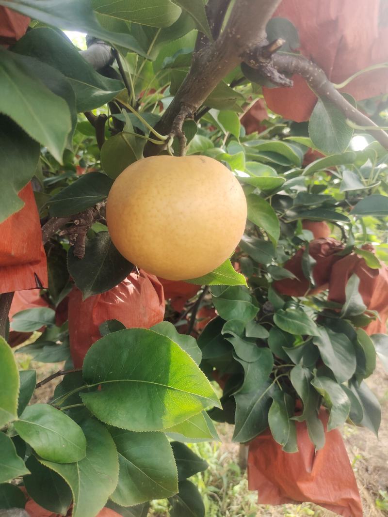 出售精品晚秋黄梨。。。。。。。。。。。。。