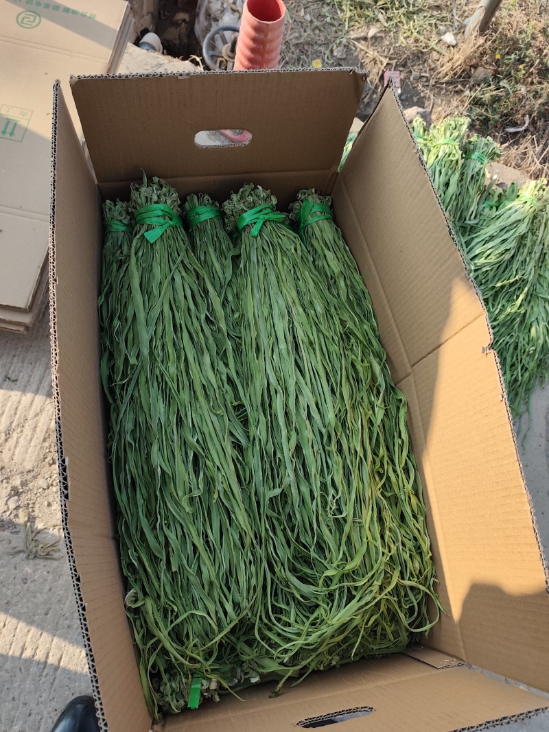 贡菜干爽脆可口健康绿色全年大量供应贡菜之乡直发