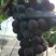 (热销)巨甜的巨峰葡萄，量大有货，欢迎咨询