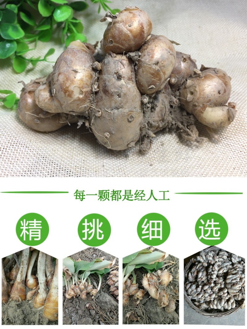 沙姜