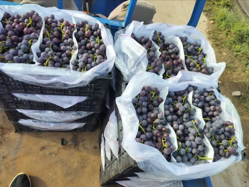 （热销）巨峰葡萄🍇串大，纯甜，粒大，欢迎来电咨询