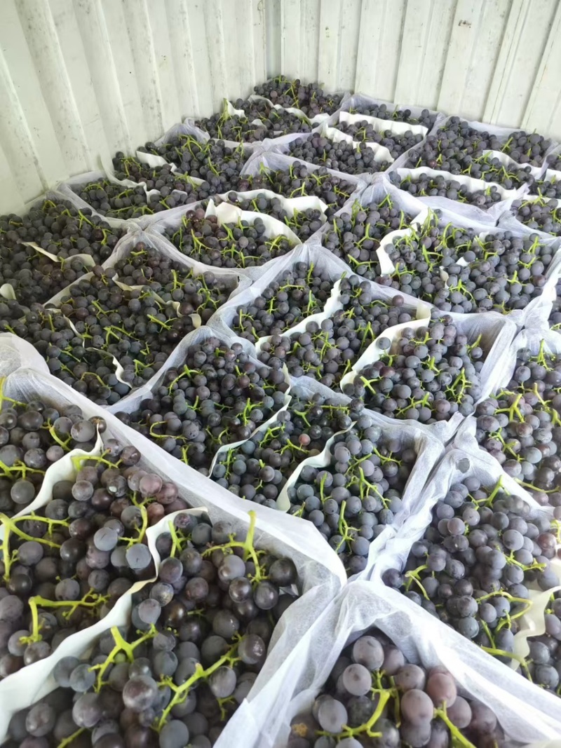 （热销）巨峰葡萄🍇串大，纯甜，粒大，欢迎来电咨询