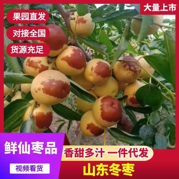 山东冬枣鲜红枣脆甜支持一件代发良心代办地头收货