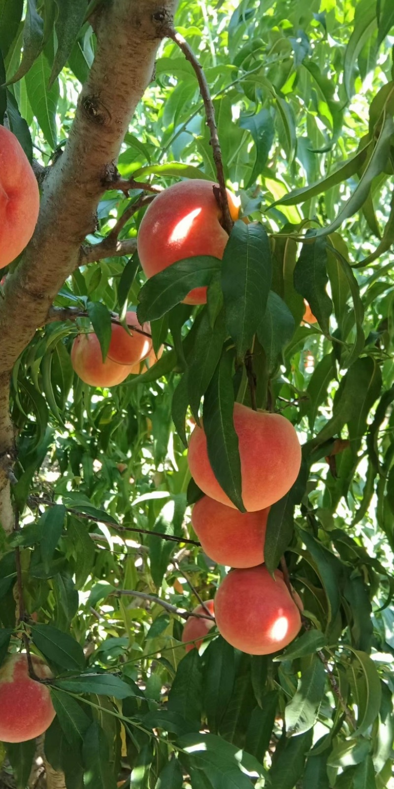 大量优质秋彤桃子，果园现摘，果靓脆甜离核，欢迎合作