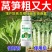 莴笋粗嫩壮叶面肥增粗剂贡菜专用防空心防抽苔膨大拉长剂防裂