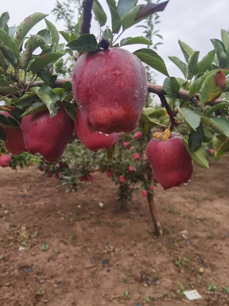 【苹果】天水花牛苹果供应市场商超社区团购可视频看货