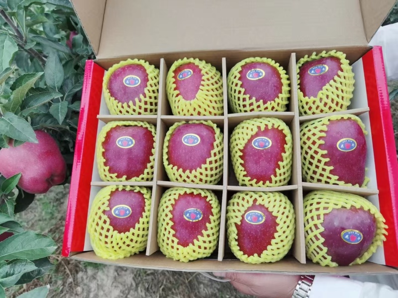 【苹果】天水花牛苹果供应市场商超社区团购可视频看货