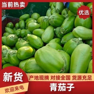 无籽青茄