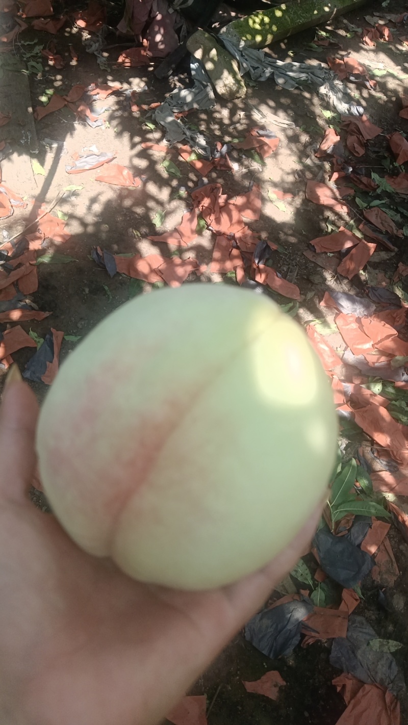 离核大毛桃，个头杠杠滴