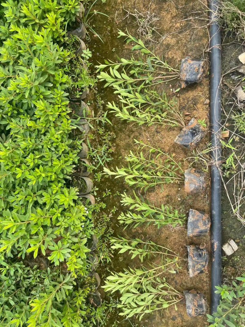 毛杜鹃杜鹃毛杜鹃杯苗货源充足规格齐全