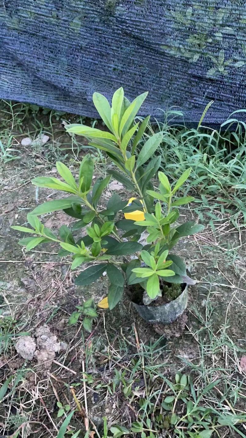 毛杜鹃杜鹃毛杜鹃杯苗货源充足规格齐全