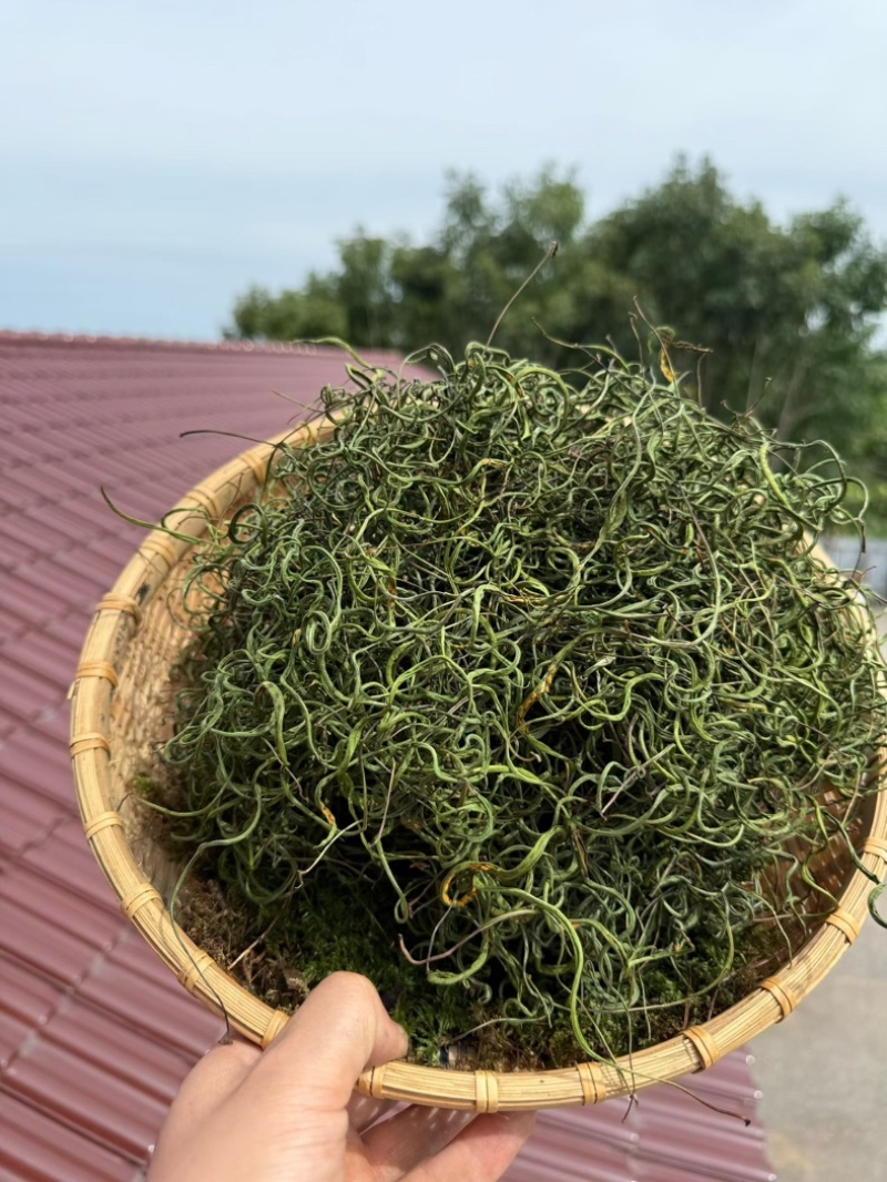纯正长白山本地肾精茶