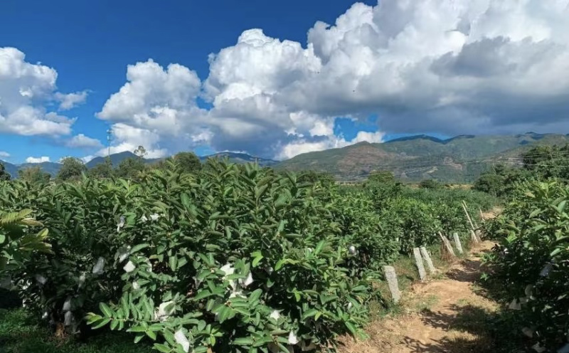 红心芭乐红心番石榴福建漳州产地直发对接各大商超