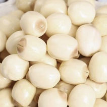 新鲜莲子手工去皮去壳去芯鲜莲子米煲汤手工湘莲批发