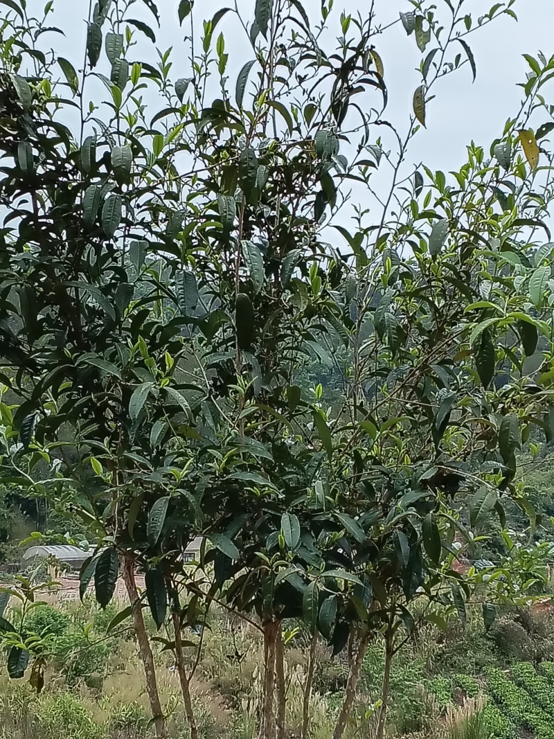 普洱茶小树，大叶烘青，口感好，汤色清亮回甘持久，精品散茶