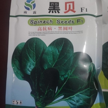 高端黑贝菠菜种子大量现货供应需要的联系支持物流发货